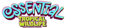 Essential Festival